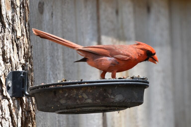 découvrez redbird, une entreprise innovante spécialisée dans la technologie et le divertissement. plongez dans un univers où créativité et performance se rencontrent pour offrir des expériences uniques et captivantes. rejoignez-nous pour explorer nos solutions novatrices et nos projets passionnants.